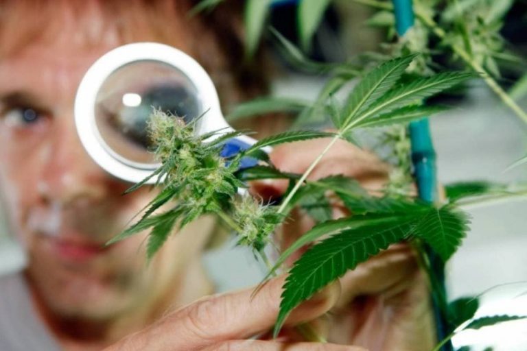 marihuana y el cancer marihuana y el cáncer, ¿puede el cannabis tratar el cáncer?, ¿pued ID208427 - hermandadblanca.org