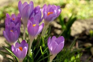 Infusiones afrodisíacas: 9 formas de compartir en pareja 3 crocus 4049282 640 infusiones afrodisiacas pruebe 9 deliciosas formas de compartir i211359