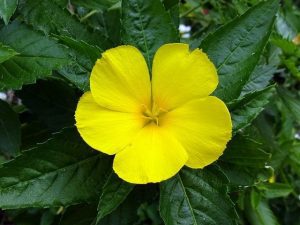 Infusiones afrodisíacas: 9 formas de compartir en pareja 7 damiana 4197636 640 infusiones afrodisiacas pruebe 9 deliciosas formas de compartir i211359