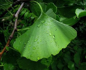 Ginkgo biloba: árbol milenario que potencia la mente 3 foliage 2471266 640 ginkgo biloba asombroso arbol milenario que potencia la mente i211170