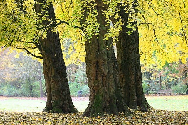 Ginkgo biloba: árbol milenario que potencia la mente 1 gingko biloba jpg2b ginkgo biloba asombroso arbol milenario que potencia la mente i211170