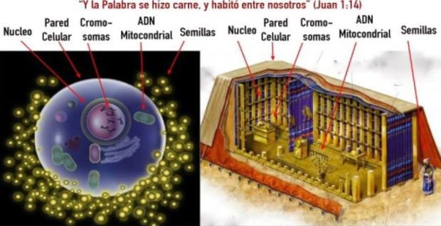 tabernaculo y celula como se expande la conciencia con la transfiguracion i211670