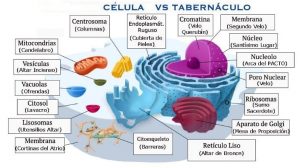 celula tabernaculo como se expande la conciencia con la transfiguracion i211670