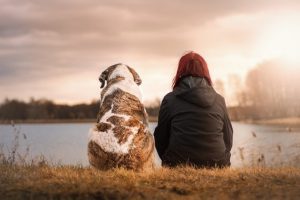 Next Day Pets – Decirle adiós a tu perro