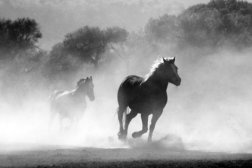 horse 430441 340 rudolf steiner filosofia de la libertad 1 i212158