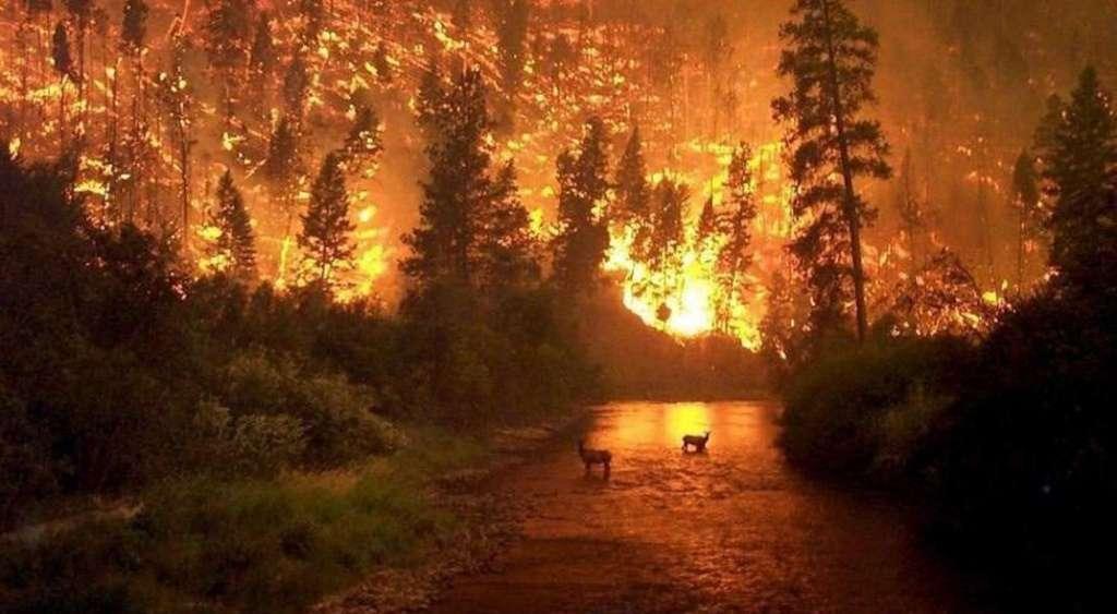 incendios en la selva amazonica muy fuerte mensaje para los trabajadores de la luz incendios en la selva amazon i212463
