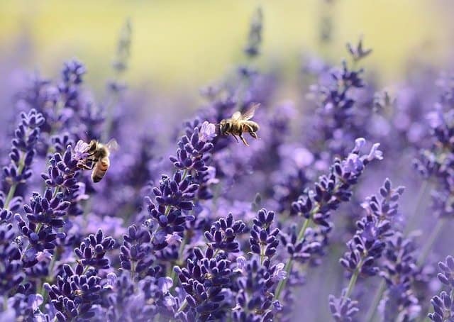 lavender 1537694 640 lavanda las flores de la relajacion y la espiritualidad i212840