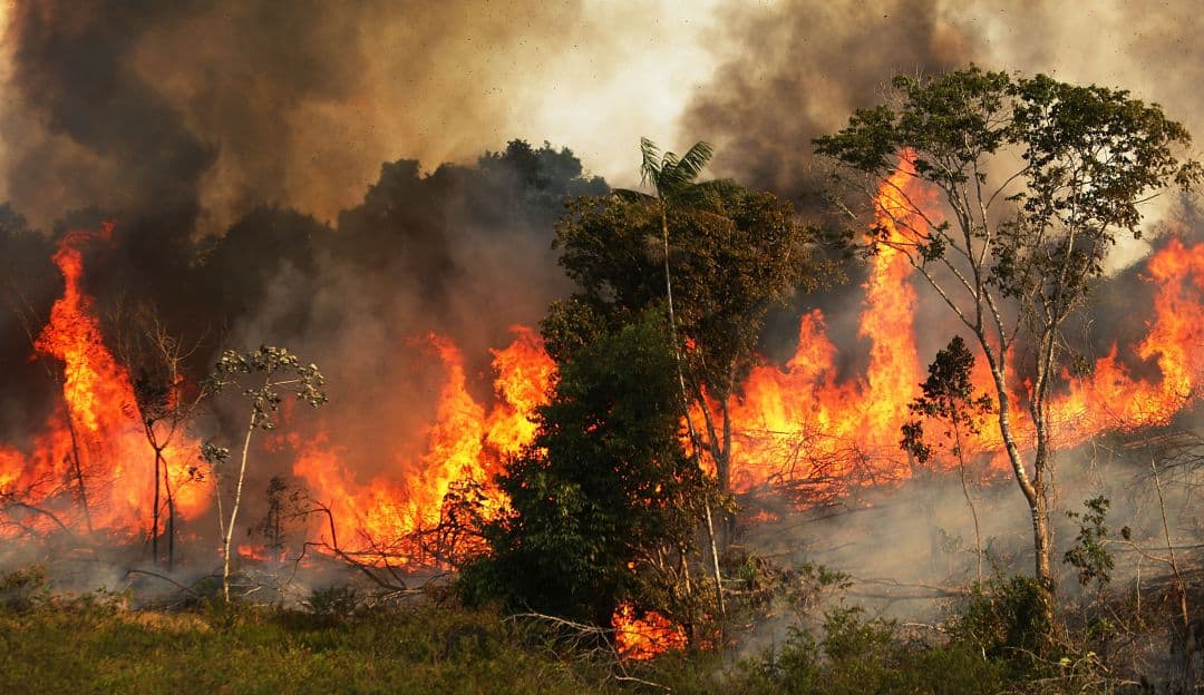 selva amazonica mensaje para los trabajadores de la luz incendios en la selva amazon i212463