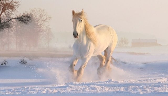 soar con caballos blancos que significa soar con caballos es asombroso i212846