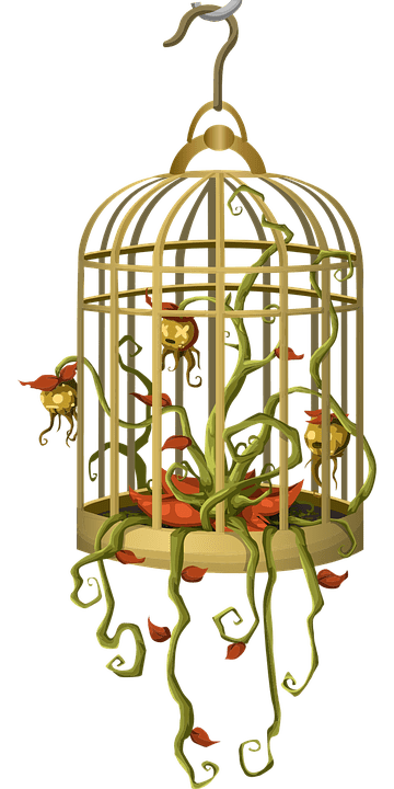 bird cage 575823 960 720 anna bonus kingsford sueo 6 insensatez i213838