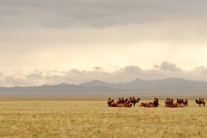 Benjamin Radford – El gusano mongol de la muerte: la leyenda del desierto de Gobi