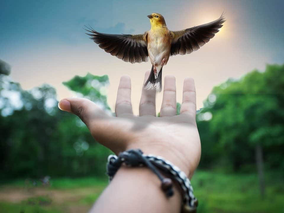 librecreative 2801970 960 720 filosofia de la libertad rudolf steiner 6 la imaginacion moral i213910