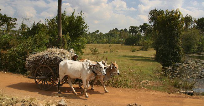 oxcart 4550840 340 anna bonus kingsford 8 proteccion animal i214119