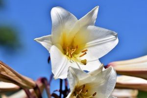 lily 3514352 640 conoces el lenguaje de las flores y su significado i215561