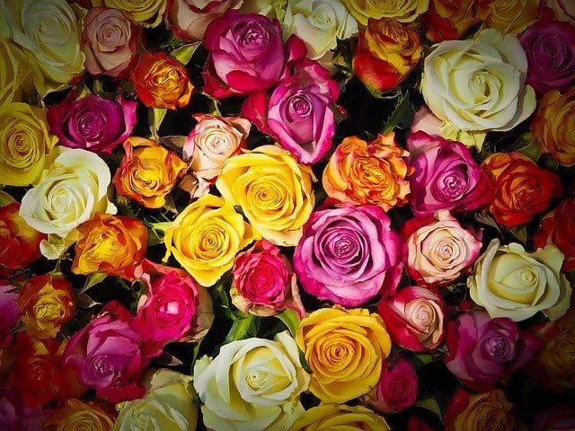 roses 1229148 640 conoces el lenguaje de las flores y su significado i215561