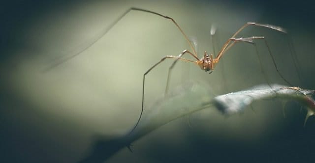 soñar con arañas peligrosas soñar con arañas conoce lo que significa desde los distintos aspe i214961