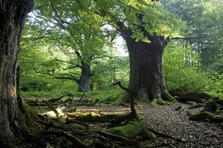 durmiendo bajo el arbol p3 caminando entre santos mesin por fin llega a casa i216217