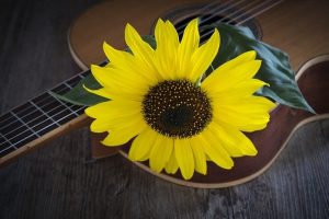 La Música, regalo del universo para la sanar a la humanidad. 2 flower 2710508 640 la musica el increible regalo del universo para la sanacion de la i216339