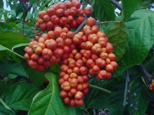 guarana 4 estrategias efectivas para reducir el cansancio i216017