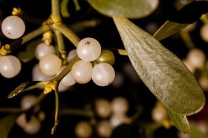 El muérdago: una planta mágica con beneficios para la salud 1 mistletoe 229837 640 el muerdago una planta magica con beneficios para la salud i216120
