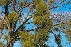 El muérdago: una planta mágica con beneficios para la salud 3 tree 2191204 640 el muerdago una planta magica con beneficios para la salud i216120