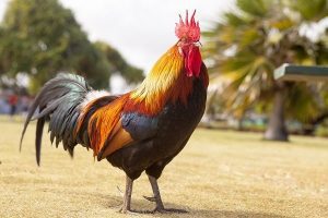 Horóscopo Chino 2020: Descubre qué te depara tu futuro este año 12 animal 1867562 1920 horoscopo chino 2020 descubre que te depara tu futuro este ao i217570