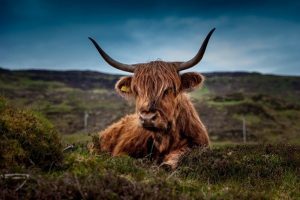 Horóscopo Chino 2020: Descubre qué te depara tu futuro este año 4 beef 192976 1280 horoscopo chino 2020 descubre que te depara tu futuro este ao i217570