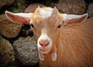 Horóscopo Chino 2020: Descubre qué te depara tu futuro este año 10 goat 1438254 1920 horoscopo chino 2020 descubre que te depara tu futuro este ao i217570