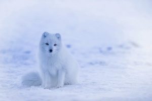 Cómo encontrar e invocar a tu animal espiritual 3 iceland 1979445 1920 como encontrar e invocar a tu animal espiritual i217309