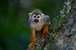 Horóscopo Chino 2020: Descubre qué te depara tu futuro este año 11 monkey 1197100 1920 horoscopo chino 2020 descubre que te depara tu futuro este ao i217570