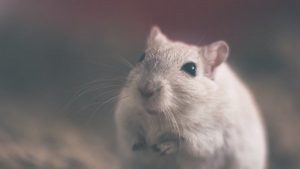 Horóscopo Chino 2020: Descubre qué te depara tu futuro este año 3 mouse 801843 1920 horoscopo chino 2020 descubre que te depara tu futuro este ao i217570