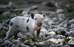 Horóscopo Chino 2020: Descubre qué te depara tu futuro este año 14 piglet 4083870 1920 horoscopo chino 2020 descubre que te depara tu futuro este ao i217570