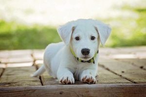 Horóscopo Chino 2020: Descubre qué te depara tu futuro este año 13 puppy 1903313 1920 horoscopo chino 2020 descubre que te depara tu futuro este ao i217570