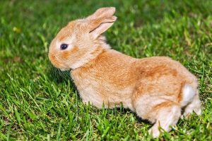Horóscopo Chino 2020: Descubre qué te depara tu futuro este año 6 rabbit 139309 1920 horoscopo chino 2020 descubre que te depara tu futuro este ao i217570