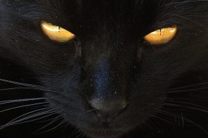 ¿Cuál es el Significado de Soñar con un Gato Negro? Conoce de cerca este extraordinario Simbolismo, ¡te encantará!