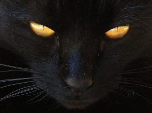 significado de soar con un gato negro acicalandolo cual es el significado de soar con un gato negro conoce de cerca i217964