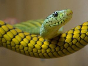 Horóscopo Chino 2020: Descubre qué te depara tu futuro este año 8 snake 3237 640 horoscopo chino 2020 descubre que te depara tu futuro este ao i217570