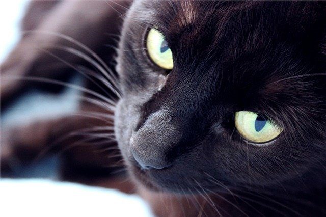 ¿Cuál es el Significado de Soñar con un Gato Negro? Conoce de cerca este extraordinario Simbolismo, ¡te encantará! 1 soar con un gato negro cual es el significado de soñar con un gato negro conoce de cerca i217964