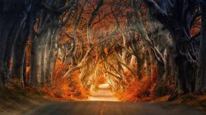 the dark hedges 4094148 640 musica celta 5 versiones que elevaran tu alma i217131