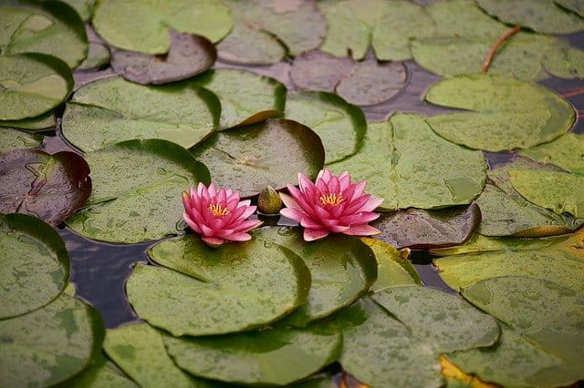 Enfermedades Empáticas: 9 maneras de sanar. 1 water lily 4410471 640 enfermedades empaticas absorbes los sintomas de otras personas i217635