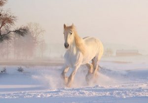Horóscopo Chino 2020: Descubre qué te depara tu futuro este año 9 white horse 3010129 1920 horoscopo chino 2020 descubre que te depara tu futuro este ao i217570