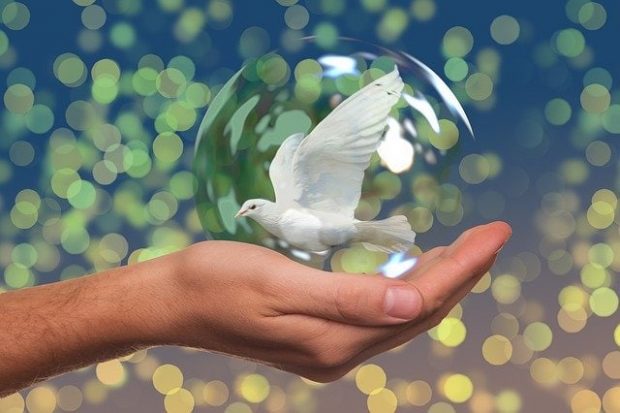 peace dove 2489589 640 que es la paz para ti 14 de febrero de 2020 i219229