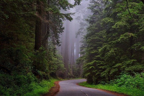 Comunicación telepática con nosotros: un mensaje del Consejo Arcturiano 5 redwood national park 1587301 1920 comunicacion telepatica con nosotros un mensaje del consejo arcturi i218454