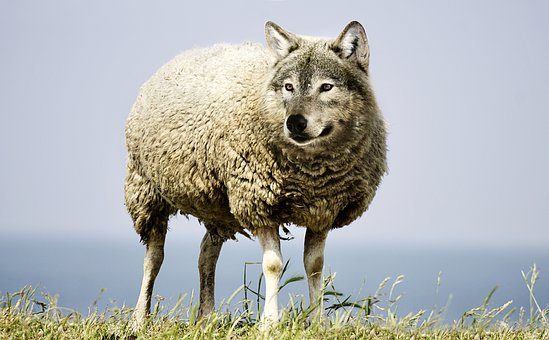 wolf in sheeps clothing 2577813 340 motivacion 9 el que miente se miente i219185