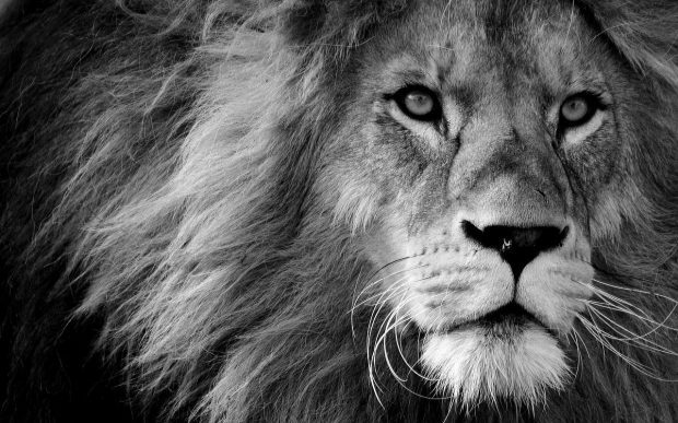 lion 3260558 1280 todo es amor o la falta de el ivo de vega a traves de sharon stewart i220885