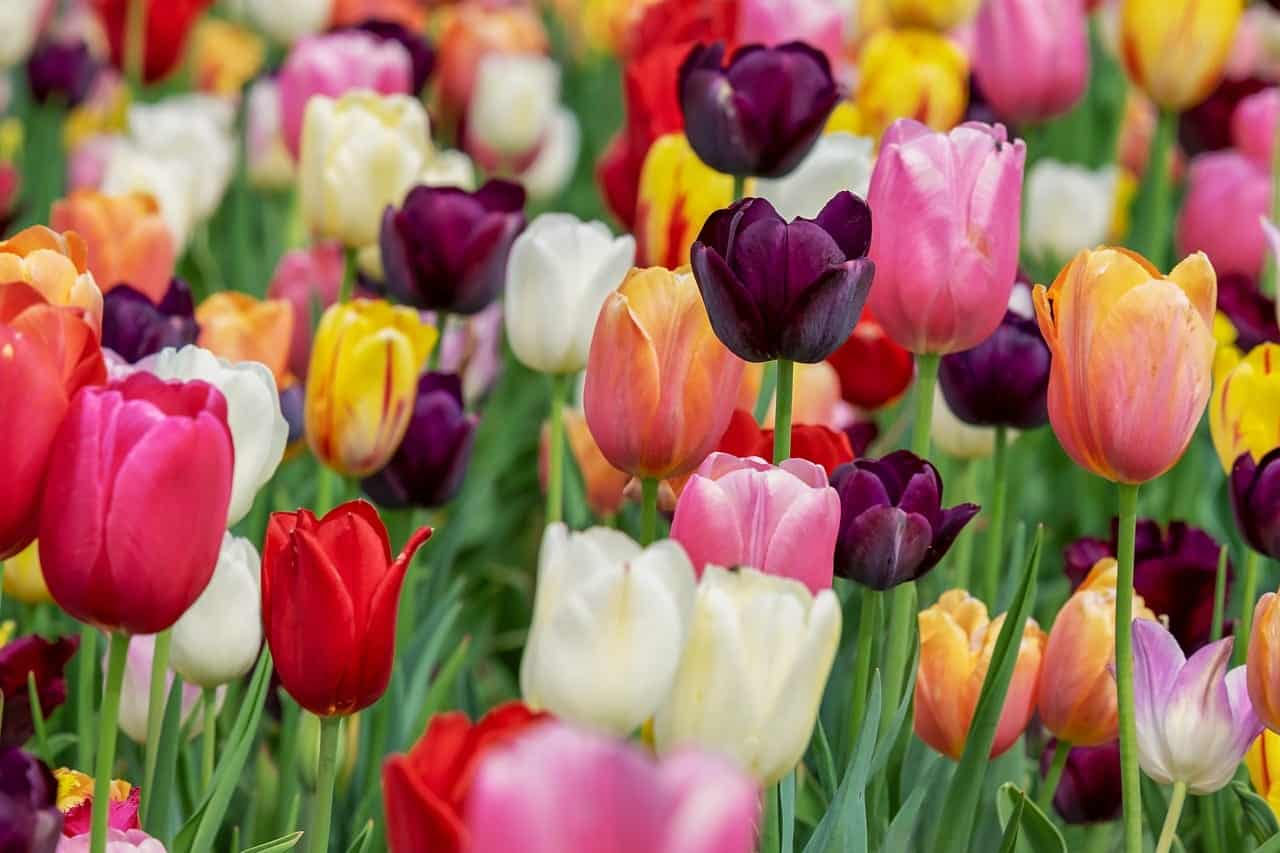 tulip 3365630 1280 plantando el jardin de tu alma canalizacion del arcangel gabriel i221299