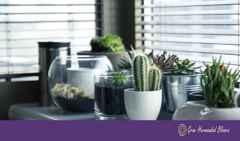 4 plantas que deberias tener en casa 4 plantas que deberias tener en tu casa i223093