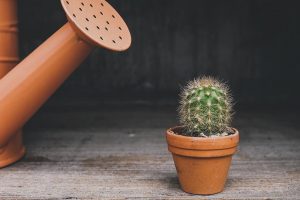 cactus 4 plantas que deberias tener en tu casa i223093