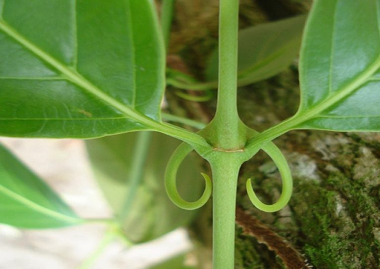 Uña de gato, una planta con propiedades y beneficios insólitos para la