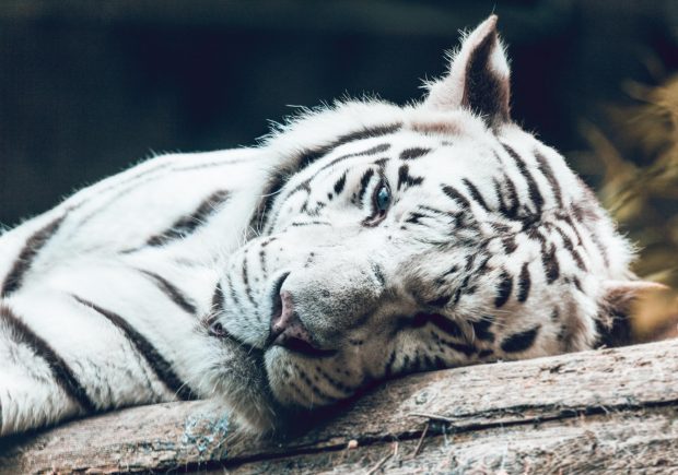 por que el tigre blanco esta en peligro de extincion 2369 orig